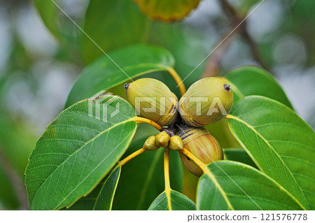 荒木果實開始變成棕色（秋季、11 月） 121576778