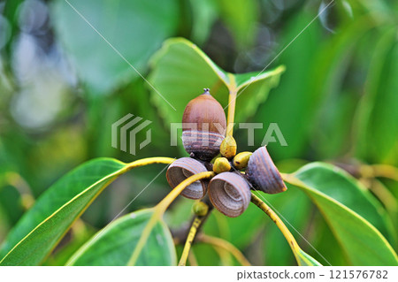 荒木果實開始變成棕色（秋季、11 月） 121576782