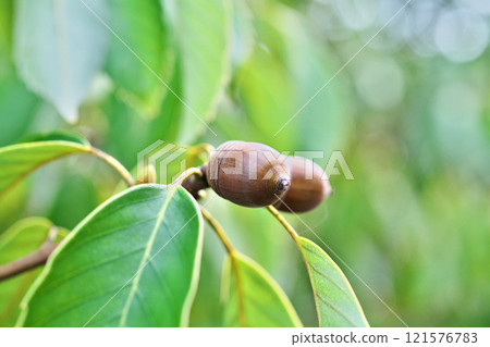 荒木果實開始變成棕色（秋季、11 月） 121576783