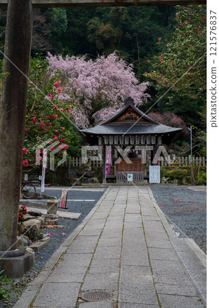 Photographing weeping cherry blossoms at Otoyo Shrine in Sakyo Ward, Kyoto City 121576837