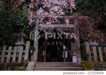 Photographing weeping cherry blossoms at Otoyo Shrine in Sakyo Ward, Kyoto City Photographing weeping cherry blossoms at Otoyo Shrine in Sakyo Ward, Kyoto City 121576839