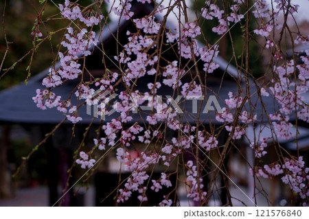 Photographing weeping cherry blossoms at Otoyo Shrine in Sakyo Ward, Kyoto City Photographing weeping cherry blossoms at Otoyo Shrine in Sakyo Ward, Kyoto City 121576840