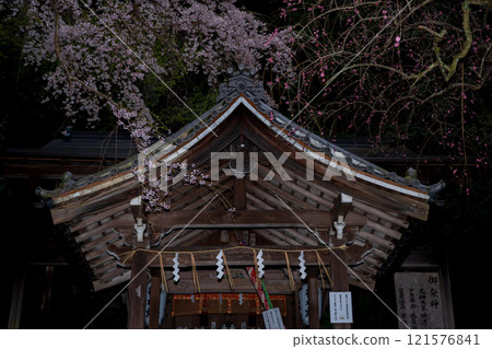 在京都市左京區大豐神社拍攝垂枝櫻花 在京都市左京區大豐神社拍攝垂枝櫻花 121576841