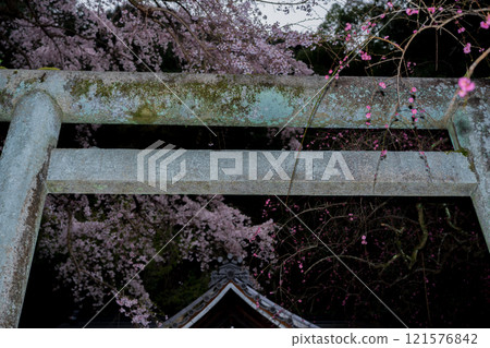 在京都市左京區大豐神社拍攝垂枝櫻花 121576842