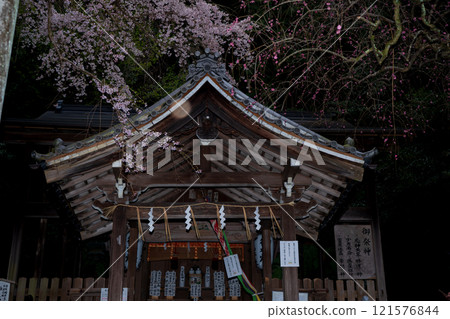 Photographing weeping cherry blossoms at Otoyo Shrine in Sakyo Ward, Kyoto City 121576844