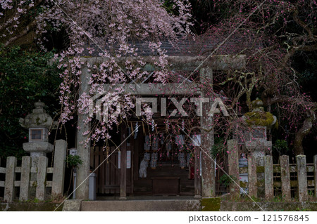 在京都市左京區大豐神社拍攝垂枝櫻花 在京都市左京區大豐神社拍攝垂枝櫻花 121576845