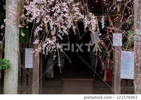 Photographing weeping cherry blossoms at Otoyo Shrine in Sakyo Ward, Kyoto City Photographing weeping cherry blossoms at Otoyo Shrine in Sakyo Ward, Kyoto City 121576861