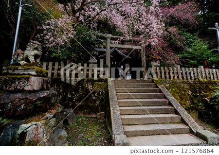 在京都市左京區大豐神社拍攝垂枝櫻花 121576864