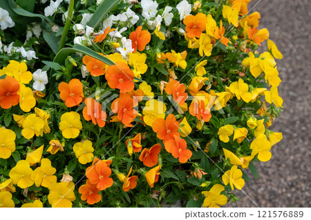 Close-up of a flowerbed filled with orange and yellow violas 121576889