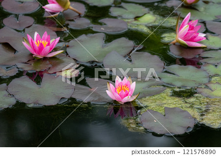 Beautiful scenery of pink water lilies floating in a pond 121576890