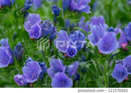 Close-up of a beautiful wildflower blooming in vibrant blue-purple, Echium 121576892