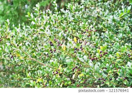 Boxwood berries gradually turning darker in color (autumn, November) Boxwood berries gradually turning darker in color (autumn, November) 121576941