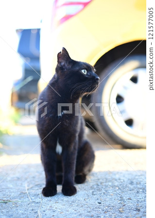 A cat staring at you A cat staring at you 121577005