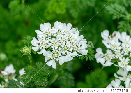 A close-up of Orlea flowers with their pure white color 121577136