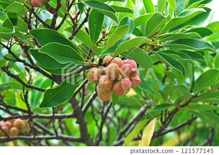 Orange-colored fruits of the sedge tree (autumn, November) Orange-colored fruits of the sedge tree (autumn, November) 121577145