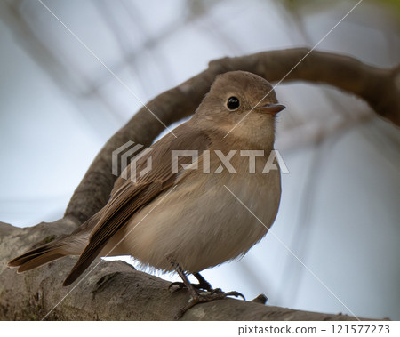 A Western Blue Flycatcher Perched on a Branch A Western Blue Flycatcher Perched on a Branch 121577273
