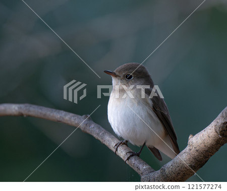 A Western Blue Flycatcher Perched on a Branch A Western Blue Flycatcher Perched on a Branch 121577274