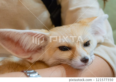 耳廓狗在某人的懷抱中放鬆 耳廓狗在某人的懷抱中放鬆 121577350