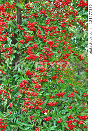 鮮紅色的火棘果（秋季，十一月） 121577386