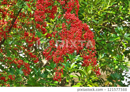 Bright red pyracantha fruit (Autumn, November) 121577388