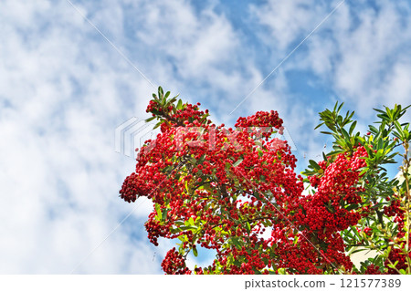 Bright red pyracantha fruit (Autumn, November) 121577389
