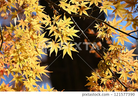 Autumn leaves 2024 121577390