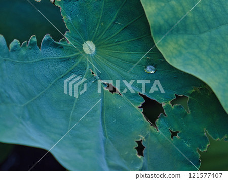Water droplets on ancient lotus leaves 121577407