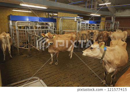 Milking robot on a modern cow farm in Denmark Milking robot on a modern cow farm in Denmark 121577415