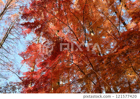 Autumn leaves 2024 121577420