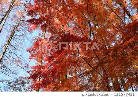 Autumn leaves 2024 121577421