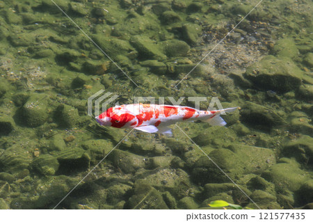 Nishikigoi (colored carp) in Kyoto 121577435