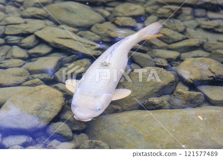Nishikigoi (colored carp) in Kyoto 121577489