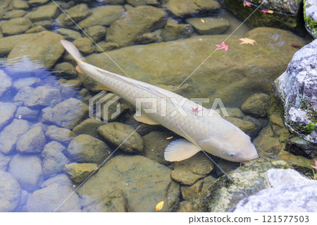 Nishikigoi (colored carp) in Kyoto Nishikigoi (colored carp) in Kyoto 121577503
