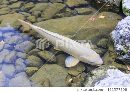 Nishikigoi (colored carp) in Kyoto Nishikigoi (colored carp) in Kyoto 121577506