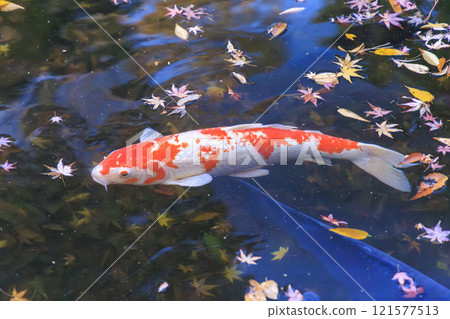 Nishikigoi (colored carp) in Kyoto 121577513