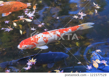 Nishikigoi (colored carp) in Kyoto Nishikigoi (colored carp) in Kyoto 121577529