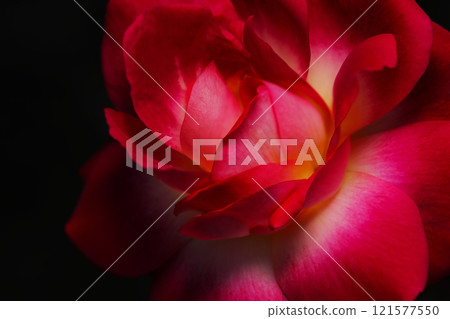 黑色背景上生動迷人的紅粉色玫瑰花的藝術照(修飾和色彩處理材料) 黑色背景上生動迷人的紅粉色玫瑰花的藝術照(修飾和色彩處理材料) 121577550