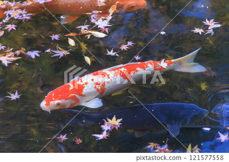 京都錦鯉 (Nishikigoi) 京都錦鯉 (Nishikigoi) 121577558