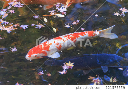 Nishikigoi (colored carp) in Kyoto 121577559