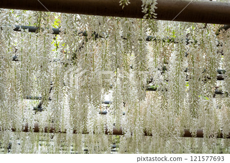 A beautiful floral curtain made of white wisteria 121577693
