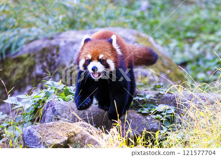 Red Panda Tama Zoo 121577704