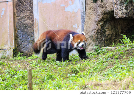 Red Panda Tama Zoo 121577709