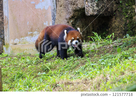 紅熊貓多摩動物園 紅熊貓多摩動物園 121577718