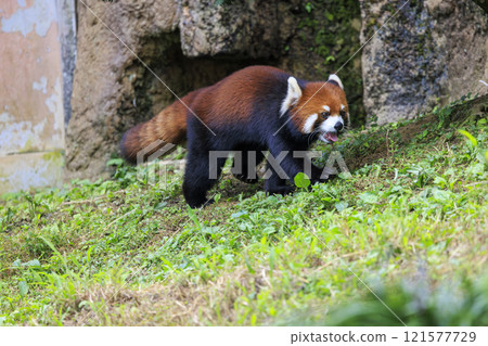 Red Panda Tama Zoo 121577729