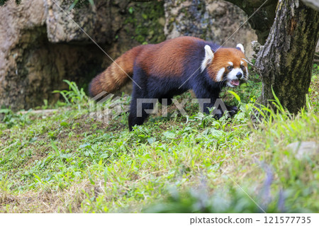 Red Panda Tama Zoo 121577735