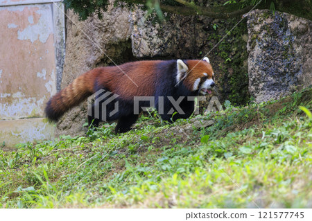Red Panda Tama Zoo 121577745