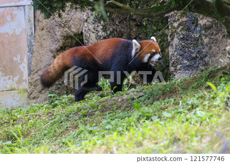 Red Panda Tama Zoo 121577746