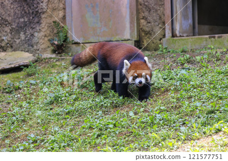 紅熊貓多摩動物園 121577751
