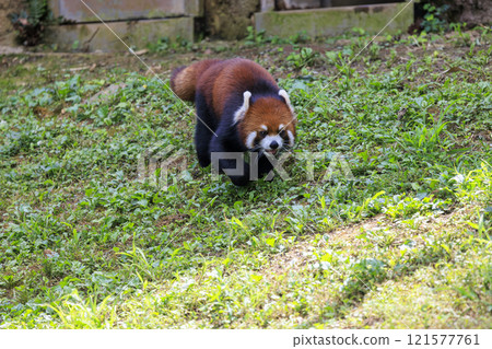 紅熊貓多摩動物園 121577761