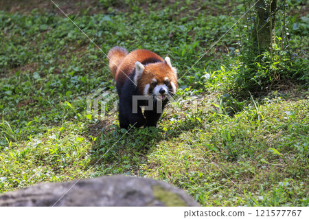 Red Panda Tama Zoo 121577767